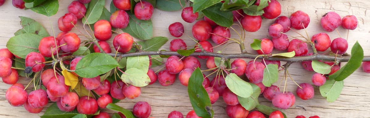 Apfelzweige mit kleinen roten Äpfeln der Sorte Red Sentinel